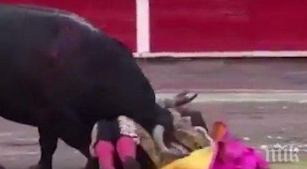 кървава корида разярен бик прониза рога гърлото матадор видео