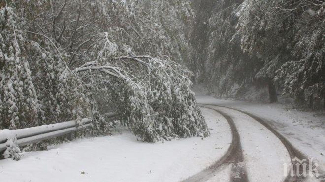 Прочистиха алеите на парк Витоша от паднали и опасно надвиснали дървета