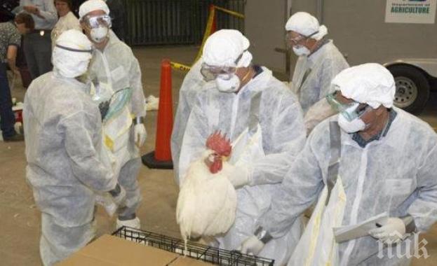 Засякоха огнище на птичи грип в Хасковско