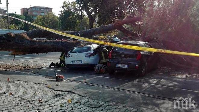 Инцидент! Огромно дърво падна върху движещи се автомобили в Рим