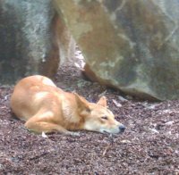 Динго разкъсаха дете в зоопарк