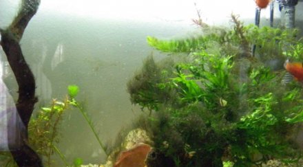 правим петрол водорасли