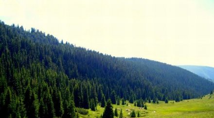 отнемат коли нахлули резервати