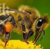 Подкрепихме забраната на опасните за пчелите пестициди