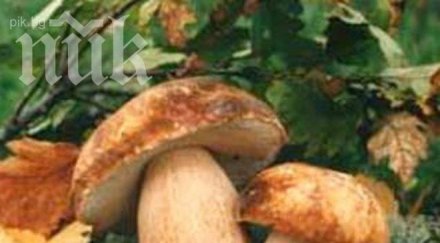 лева струва разрешение берат гъби