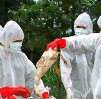 Засилени мерки в Габрово срещу разпространение на птичи грип