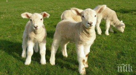 димитровден гадае времето следващата година