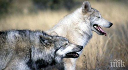 внимание разпръскват ваксини хищници пазете домашните любимци