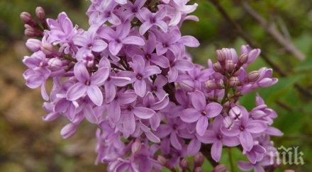 циганско лято люлякът силистра цъфна