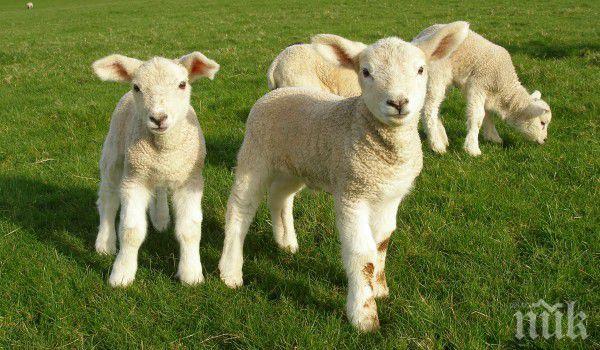 След Димитровден се гадае какво ще е времето през следващата година