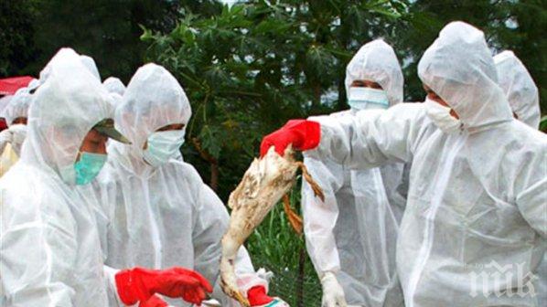 Засилени мерки в Габрово срещу разпространение на птичи грип