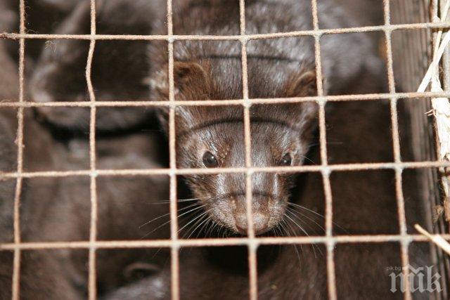 Учени алармират: Норките са опасни за природата
