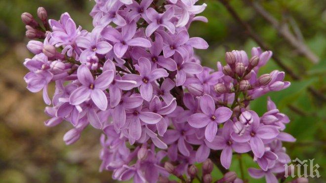 Цветна кражба: Задигнаха фиданки люляк за около 8000 лв. край Несебър