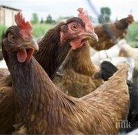 Русия спря вноса на пилешко месо от България
