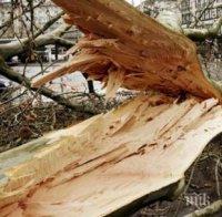 Ураганният вятър уби дете в Турция