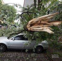СЛЕД МОЩНАТА БУРЯ: Десетки изкоренени дървета и повредени автомобили в Кюстендил