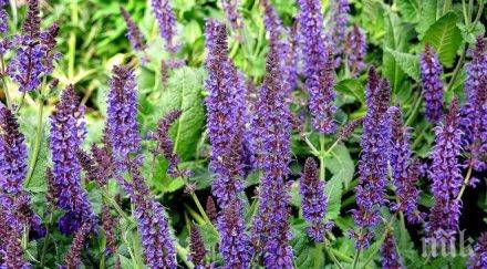 съвети килера градински чай справя повишеното потене