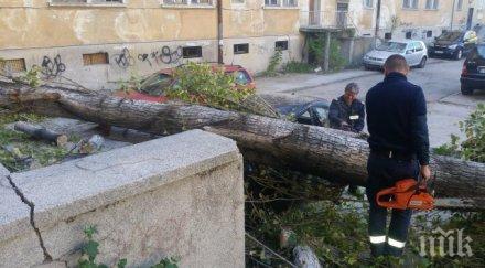 топола смачка тойота метри детска градина