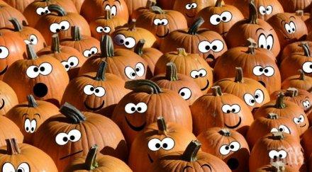 отличници българия първа производство тикви