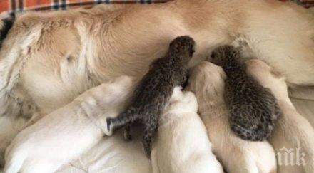 трогателно многодетна мама ретривър пое грижите изоставени леопардчета видео