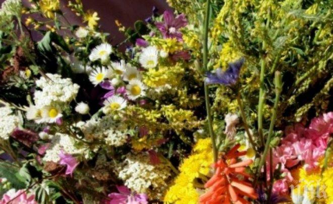 ЧУДО ОТ ПРИРОДАТА! Ето кои са най-лековитите родни билки