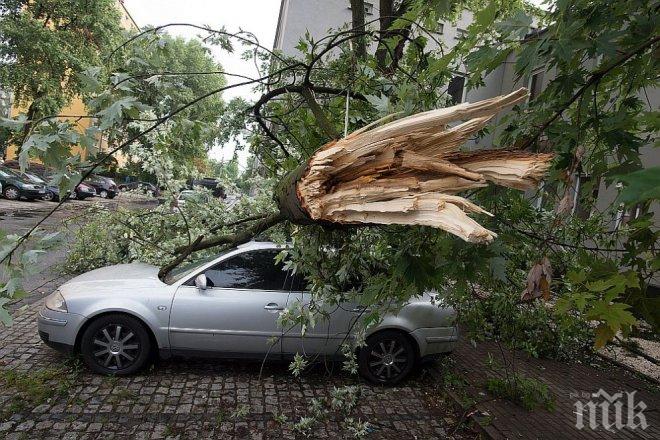 Силен вятър: Валят сигнали за паднали дървета