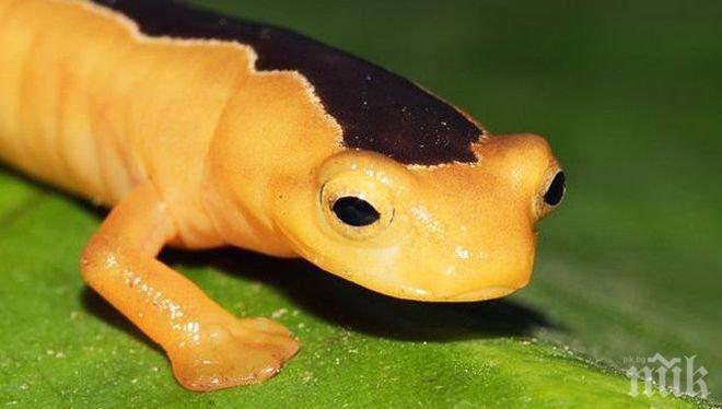 Находка! Биолози откриха вид саламандър, смятан за изчезнал преди 42 години
