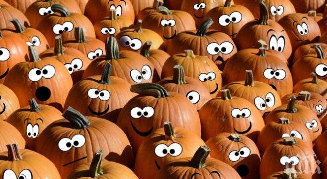 ОТЛИЧНИЦИ! България първа по производство на тикви в ЕС