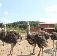 ШАШ! Спим с щрауси и сърни срещу 20 лв.