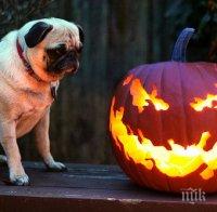 Съветник в МОН: Не би трябвало в учебните часове да се чества Хелоуин