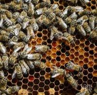 МОР! Пчели за милион долара загинаха в катастрофа