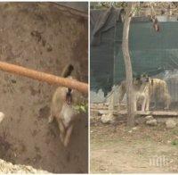 ТЕРОР В РУСЕНСКО! Село пропищя от жена, която отглежда 30 кучета в дома си (СНИМКИ)