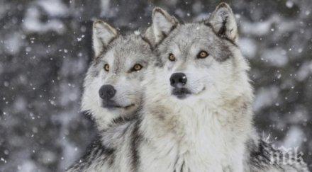 чистка изтребват опасни вълци чакали