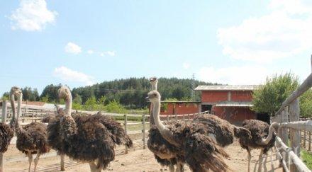 шаш спим щрауси сърни