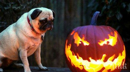 съветник мон трябвало учебните часове чества хелоуин