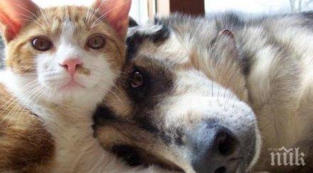 позитивно вижте домашните любимци помагат лекари