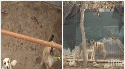 терор русенско село пропищя жена отглежда кучета дома снимки