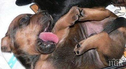 българия осма сред европейски страни количеството ветеринарни антибиотици