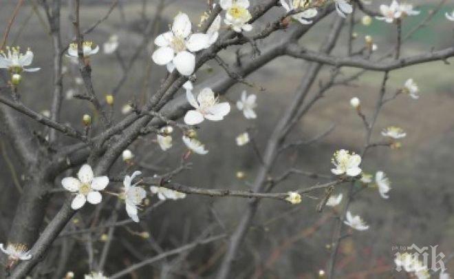 Овошките край Пловдив цъфнаха! Иде ли сурова зима?