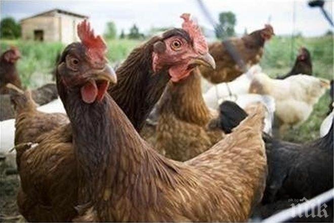 Откриха огнище на птичи грип в Сливенско