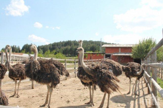 ШАШ! Спим с щрауси и сърни срещу 20 лв.