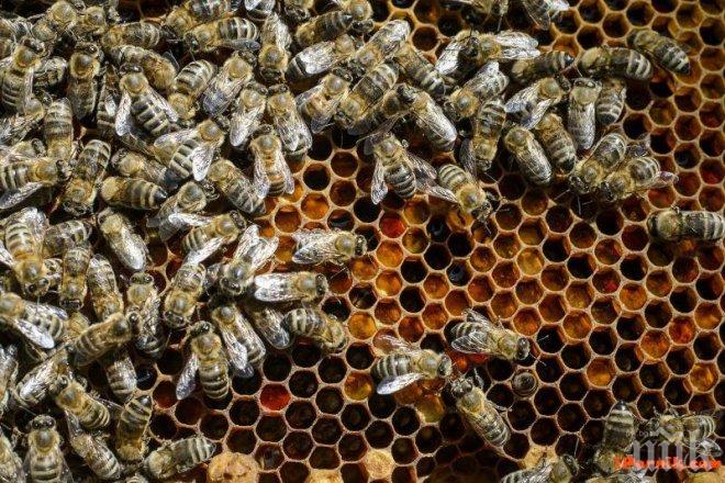 МОР! Пчели за милион долара загинаха в катастрофа