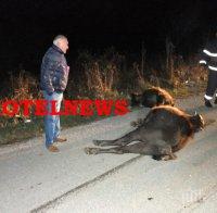 КЪРВАВО МЕЛЕ! Бус направи биволи на кайма край Котел (СНИМКИ 18+)