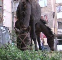 Спешна среща в Дупница заради безпризорни коне
