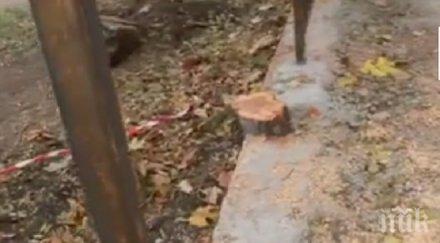 потрес бетонираха дървета ограда училище столичния младост видео