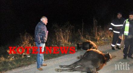 кърваво меле бус направи биволи кайма котел снимки