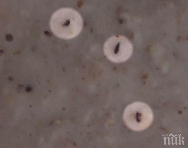 Гнусно! Откриха буболечки в детска храна в Айтос