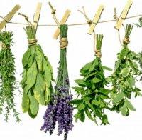 ВНИМАНИЕ, ДАМИ! 10 билки за бързо отслабване