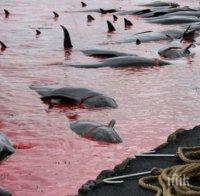Шокиращо! Природозащитници снимаха тайно лова на китове на Фарьорските острови (СНИМКИ 18+)