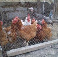 сеч масово избиват птици родна ферма заради опасна болест